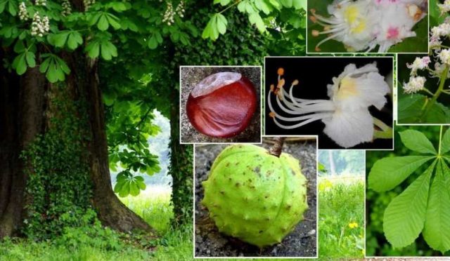 aesculus_hippocastanum