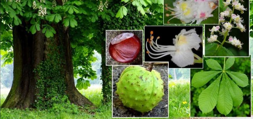 At Kestanesi (Aesculus Hippocastanum) Ağacı Özellikler 15 aesculus_hippocastanum