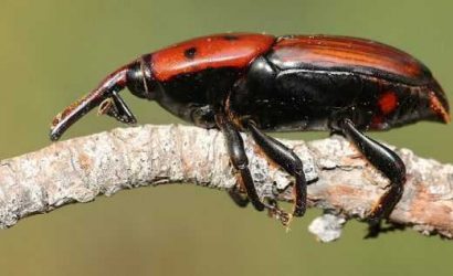 c3bfd24217726d2d1a58348cf8bf76ad-1439465582