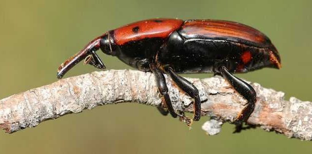 Palmiye Kırmızı Böceği (Rhynchophorus ferrugineus)