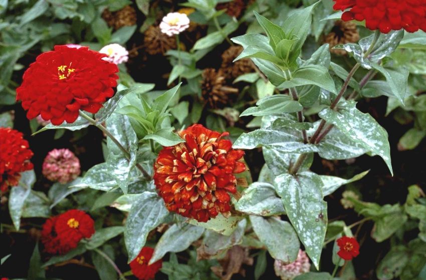 Begonya Külleme Hastalığı ve Tedavi Yöntemleri 50 042809HartmanPowderymildew-zinnia-ck-CU