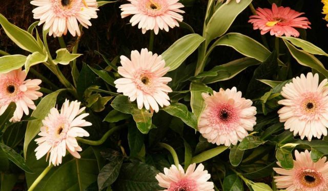 Mahzun Sultan (Gerbera)