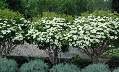 compact-european-cranberry-viburnum-opulus-compactum-in-mokena