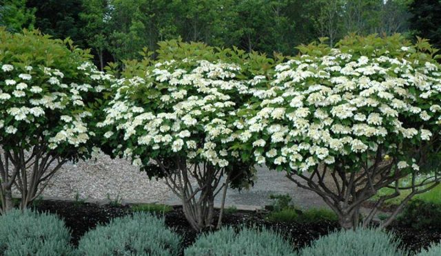 compact-european-cranberry-viburnum-opulus-compactum-in-mokena