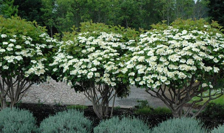 compact-european-cranberry-viburnum-opulus-compactum-in-mokena