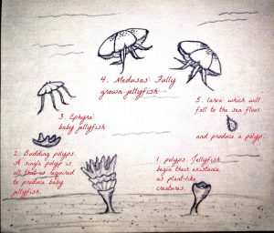 begonya külleme hastalığı