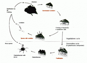 begonya külleme hastalığı