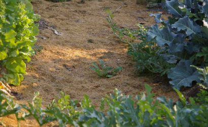 grass-clipping-mulch-on-path
