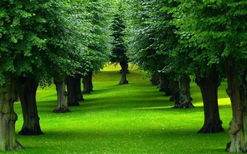 Gölge Alanlar İçin Uygun Çim Karışımları 29 nicetrees