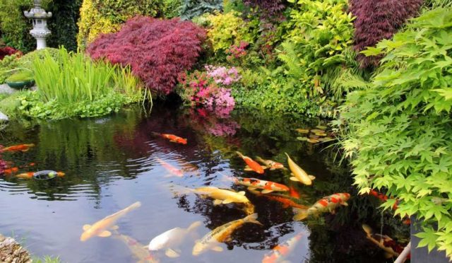 Japanese-Style-Garden-Pond-157913682-56a4a0ca3df78cf7728351b0