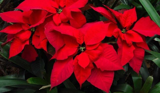 poinsettia_flower_bright_red_36505_1920x1080