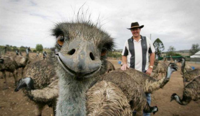 peyzaj-mimarligi-ne-deve-ne-kus-deve-kusu-hic-degil