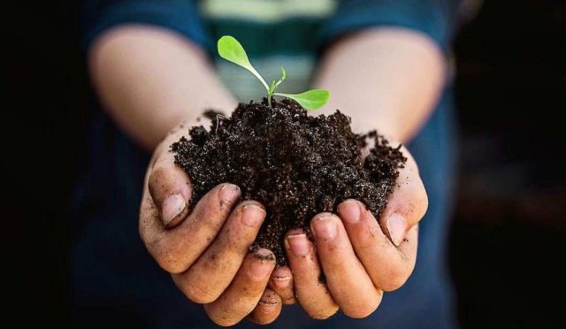 Why It's Important to Use Good Soil