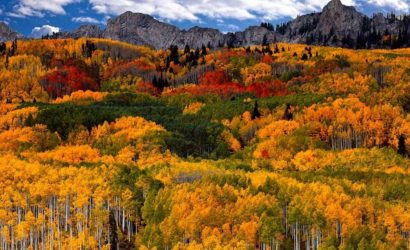 ağaçların sonbahar renklenmesi