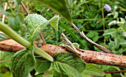 5 Ways to Keep Your Garden Pest-Free 3 cekirge-bitki-zararlılari
