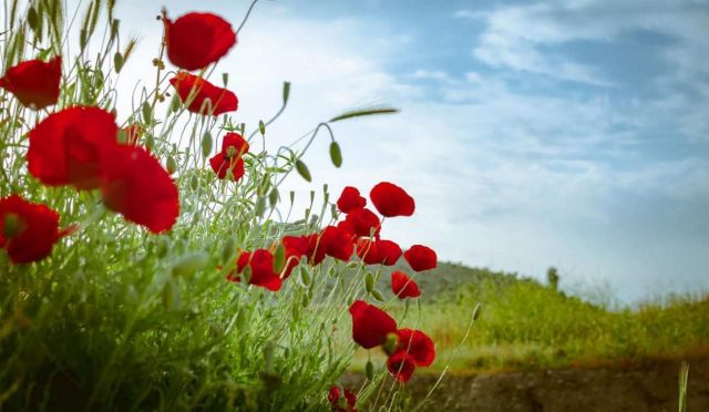 Adını Eski Türk Gelinlerinden Alan Papaver Dubium (Gelincik Çiçeği)