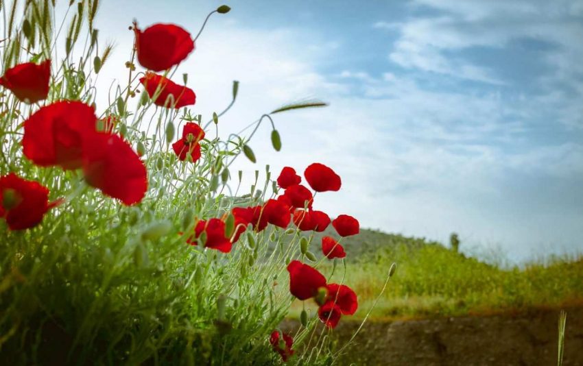 Adını Eski Türk Gelinlerinden Alan Papaver Dubium (Gelincik Çiçeği) 41 gelincik-papaver-cicegi-ve-ozellikleri