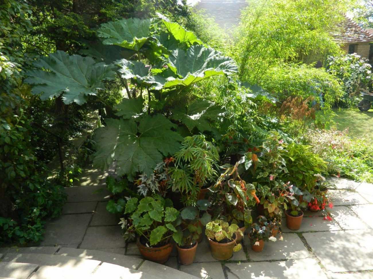 Bitkilerin Unutulan Değerleri: Yapraklar