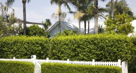 What Are the Best Hedge Plants to Use in Gardens?