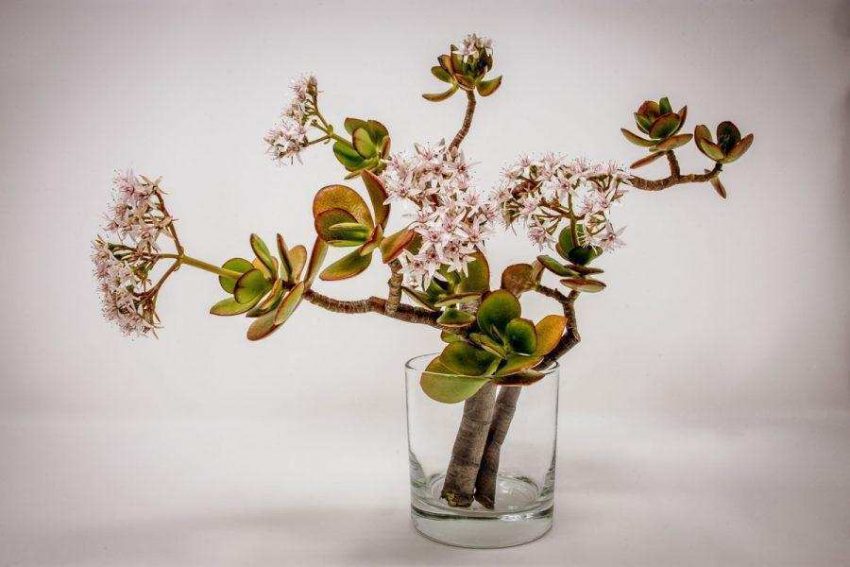 Japon Çiçek Sanatı İkebana 29 ikebana-japon-cicek-sanati
