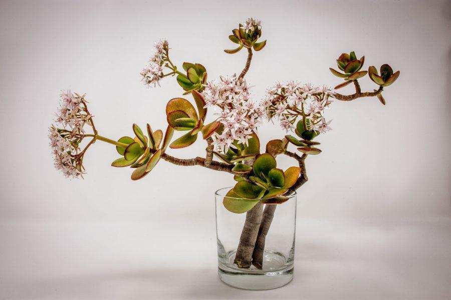 Japon Çiçek Sanatı İkebana