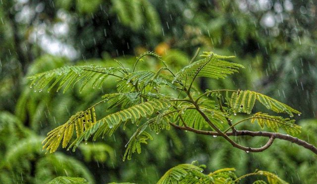 yagmur-bahcesi-nasil-yapilir