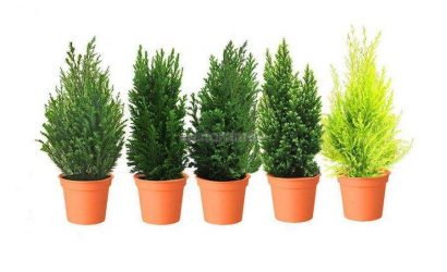 cupressus
