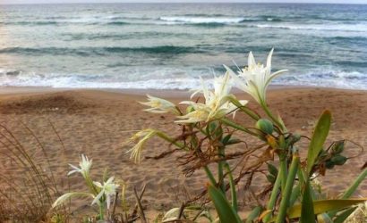 kum_zambagi-768x574-1