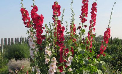 Alcea-rosea-gul-hatmi-6