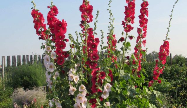 Alcea-rosea-gul-hatmi-6