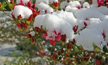 Sonbahar-ve-kisin-cicek-acan-bitkiler