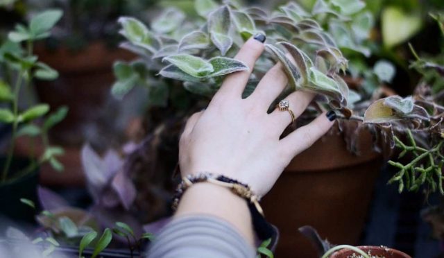 bitkiler-hisseder-mi