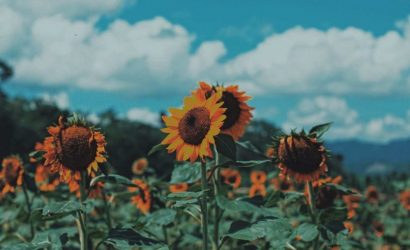 fd57f35ec30df51fbfc97974e600a687