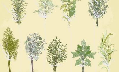 Spicy herbs. Collection of fresh herbs.