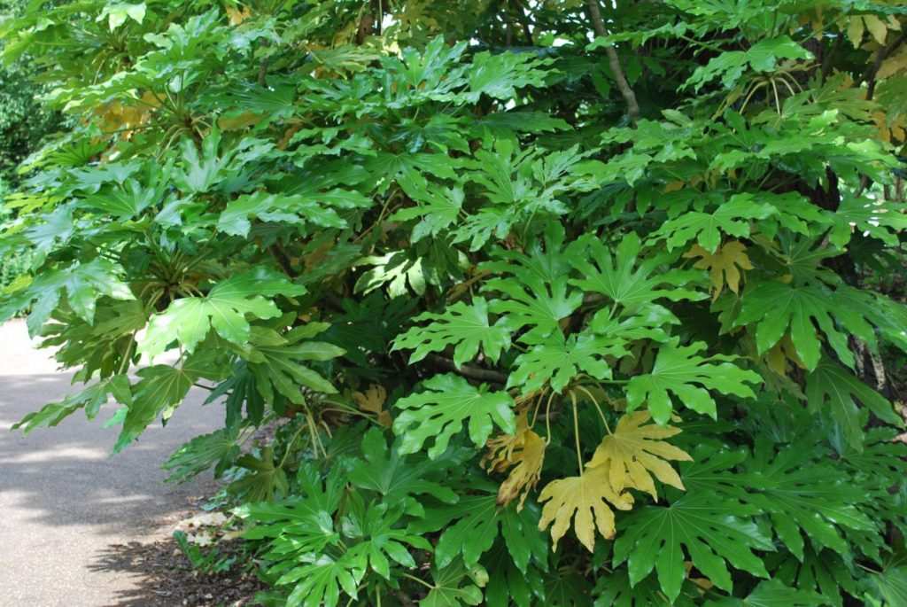 Fatsia japonica büyük yaprak  dokusu ile gölge bitkisi Gölge Alanda Yetişen