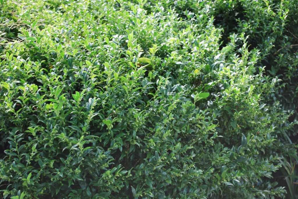  Gölge Alanda Yetişen Parfüm kutusu yaprak dokusu ve form