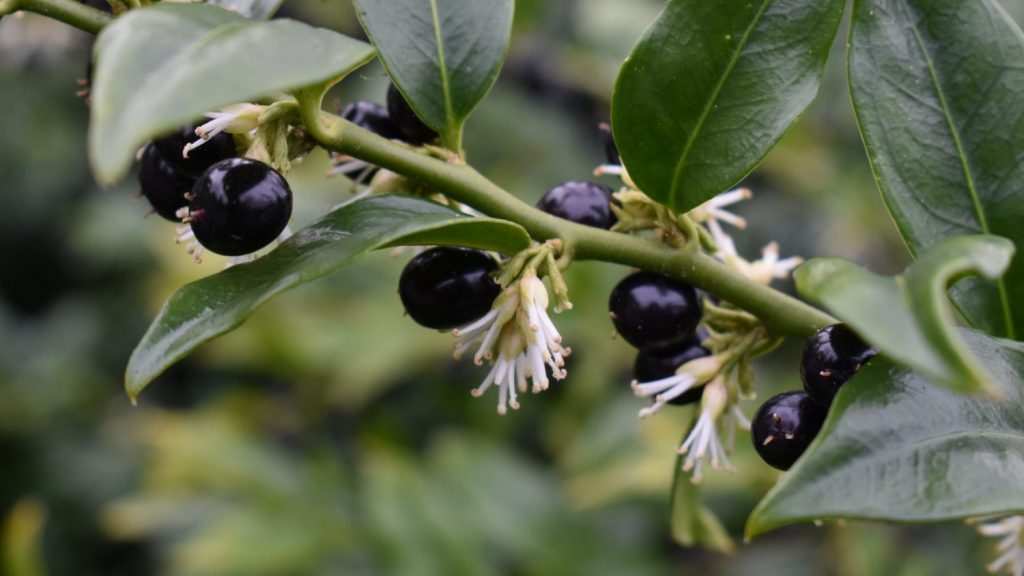Parfüm kutusu (Sarcococca confusa) çalı formu
