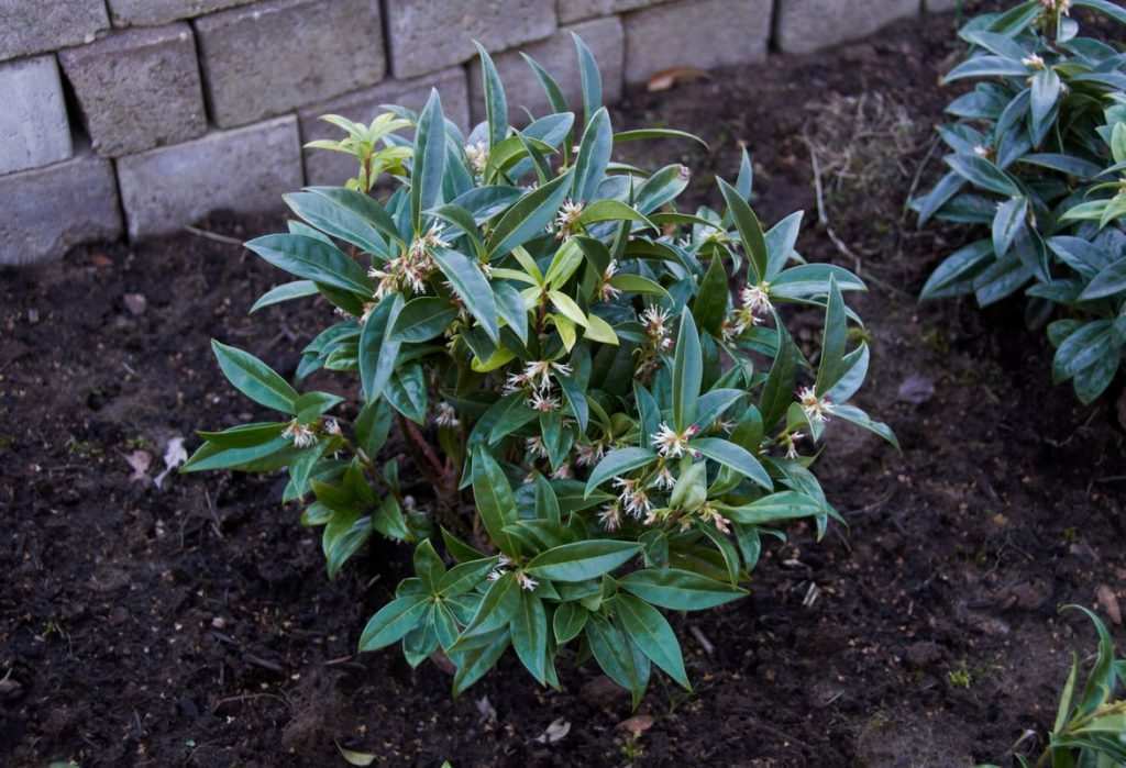 Sarcococca türlerinde gölgeye uyum