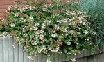 abelia-x-grandiflora-8558