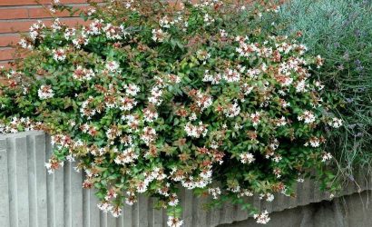 abelia-x-grandiflora-8558