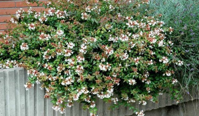abelia-x-grandiflora-8558