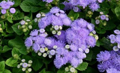 ageratum-houstonianum-vapur-dumani-cicegi-kapak