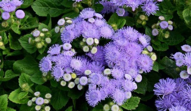 ageratum-houstonianum-vapur-dumani-cicegi-kapak