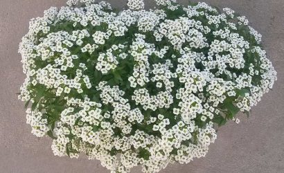 alyssum-maritimum-kuduz-otu-13