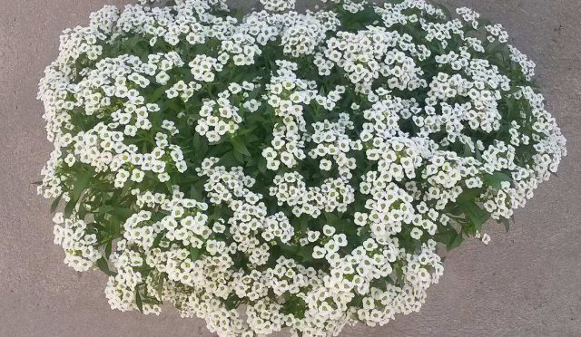alyssum-maritimum-kuduz-otu-13