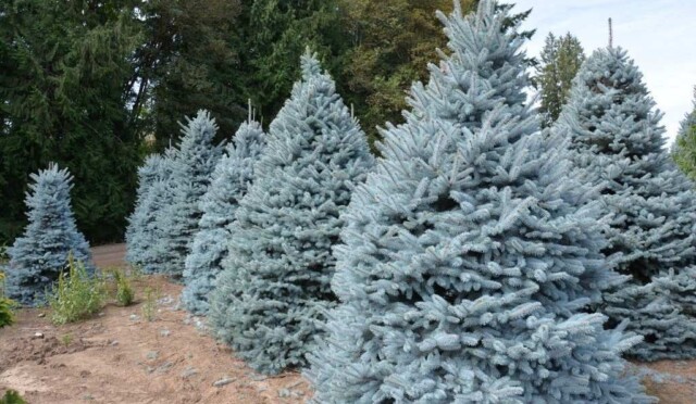 el-kolyuchaya-golubaya