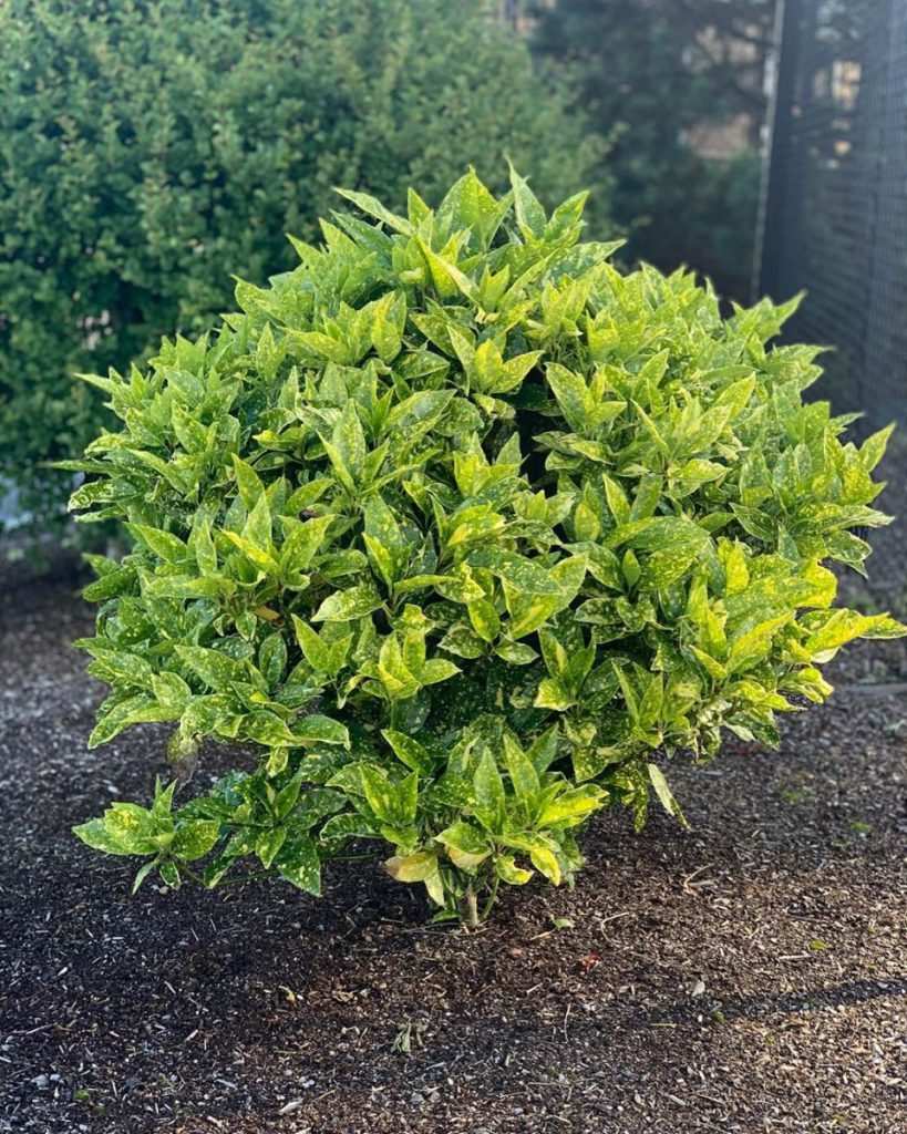 Japon defnesi gölgede form ve yaprak rengi