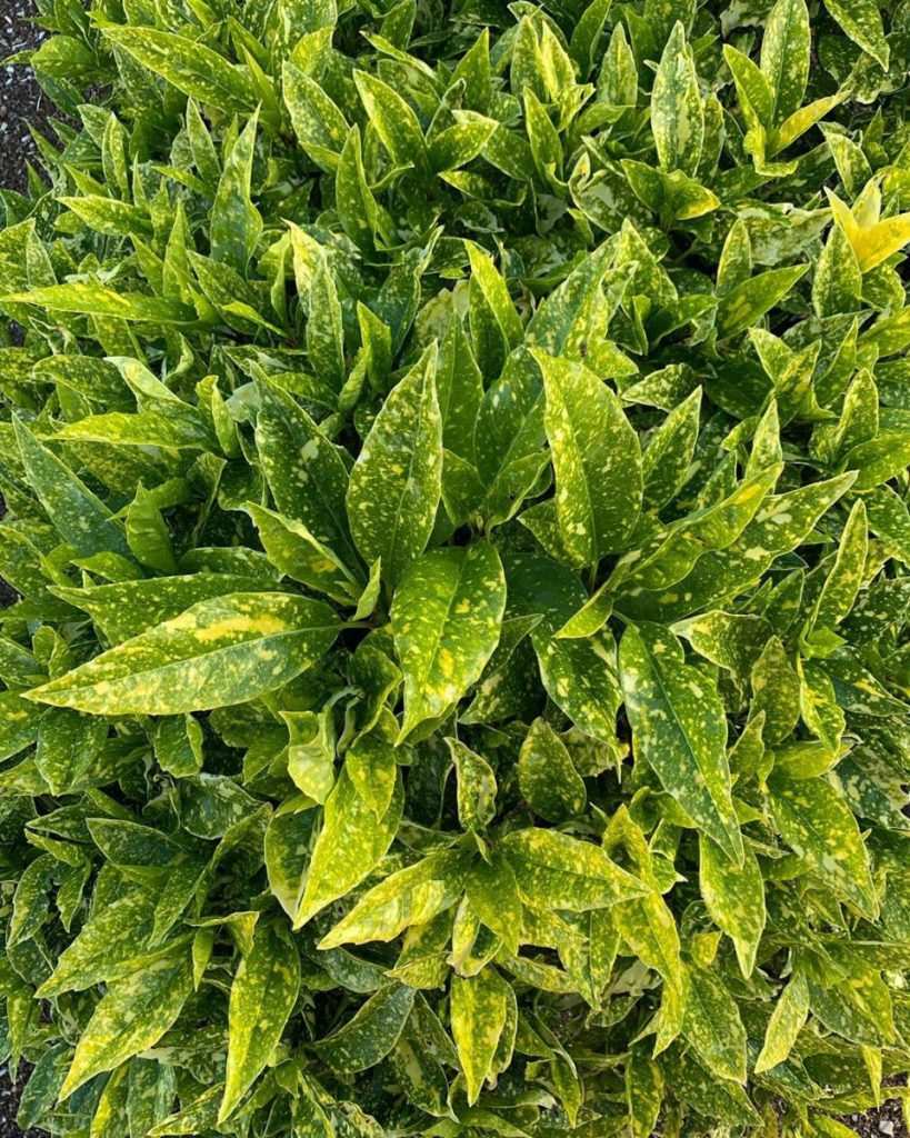 Japon defnesi (Aucuba japonica) alacalı yaprak dokusu