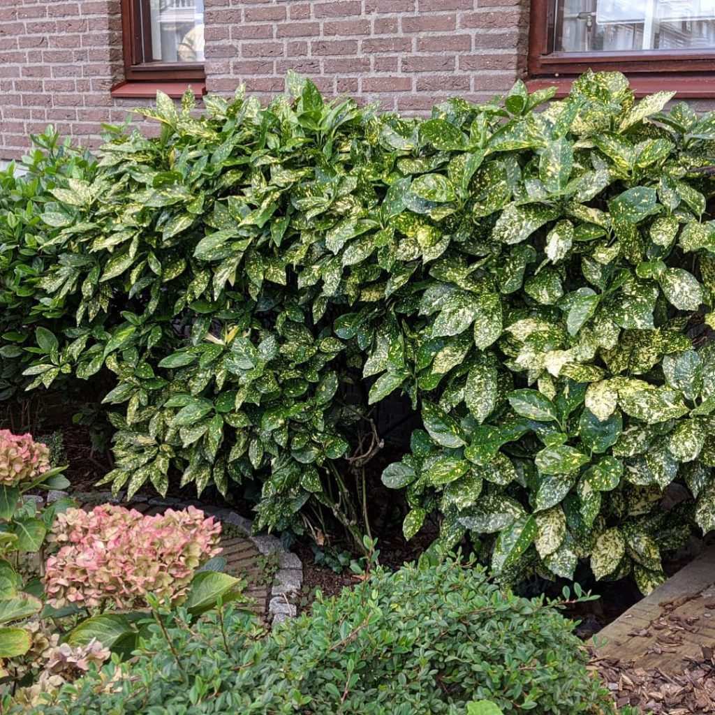 Japon defnesi yaprak rengi ve yoğun gölge uyumu