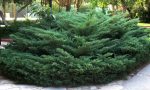 Juniperus_sabina_large